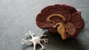 Cerebro y neuronas.