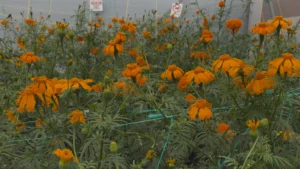 Estudian en Chapingo uso de cempasúchil para recuperar suelos agrícolas contaminados