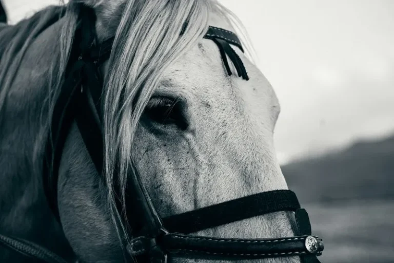 caballo
