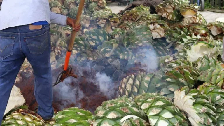 proceso mezcal